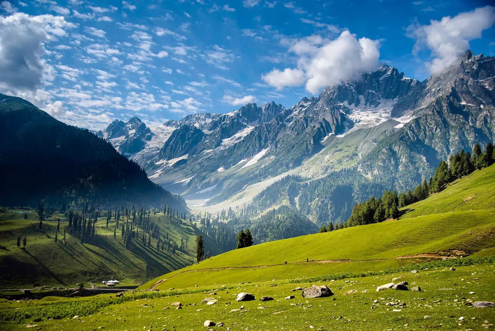 Sunlit alpine meadow beneath snow-capped Kashmir peaks