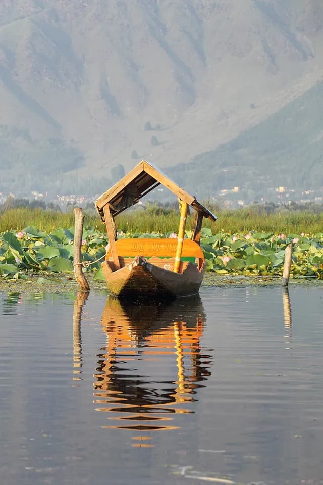 Shikara among lotus gardens on Dal Lake